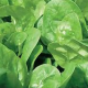 BIO Špenát siaty - Spinacia oleracen L. - semiačka - 12 g