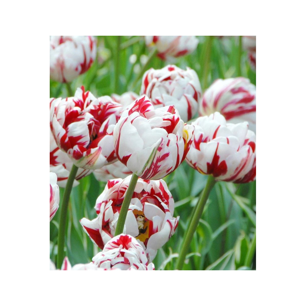 Tulipán Carnaval de Nice - Tulipa - predaj cibuľovín - 3 ks