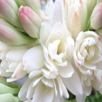 Tuberóza hľuznatá - Polianthes tuberosa - predaj cibuľovín - 1 ks