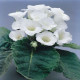 Gloxínia Mont Blanc - Sinningia speciosa - predaj cibuľovín - 1 ks