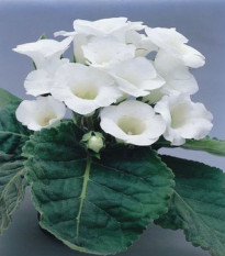 Gloxínia Mont Blanc - Sinningia speciosa - predaj cibuľovín - 1 ks