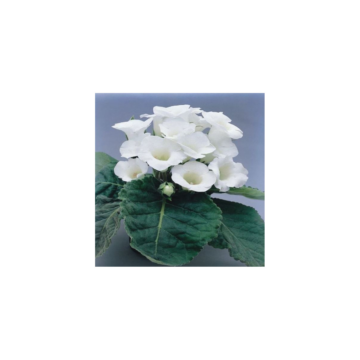 Gloxínia Mont Blanc - Sinningia speciosa - predaj cibuľovín - 1 ks