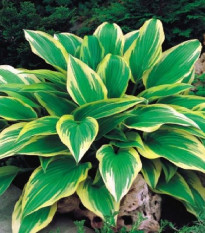 Funkia - Hosta Aureomarginata - predaj cibuľovín - 1 ks