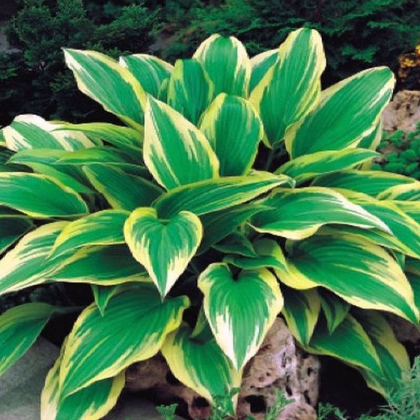 Funkia - Hosta Aureomarginata - predaj cibuľovín - 1 ks