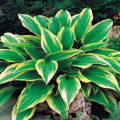 Funkia - Hosta Aureomarginata - predaj cibuľovín - 1 ks