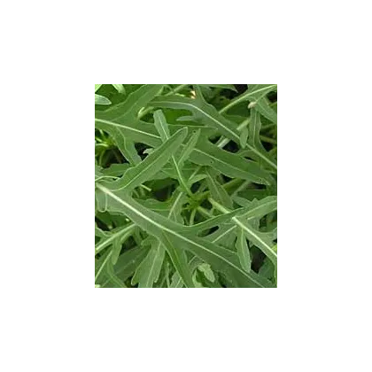 BIO rukola - semiačka - 50 ks