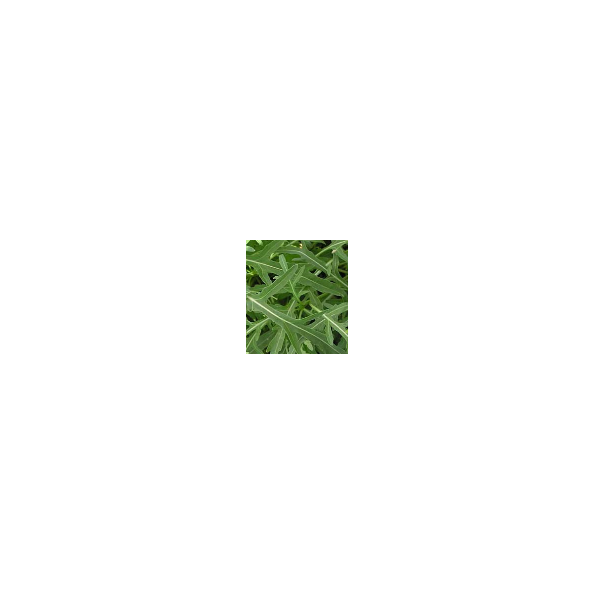 BIO rukola - semiačka - 50 ks