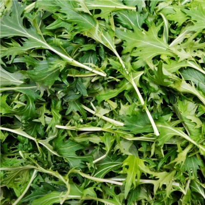 BIO Rukola Roma - Diplotaxis tenuifolia -  semiačka - 50 ks