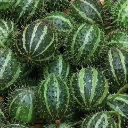 Uhorka angreštová - Cucumis myriocarpus  - predaj semien - 6 ks