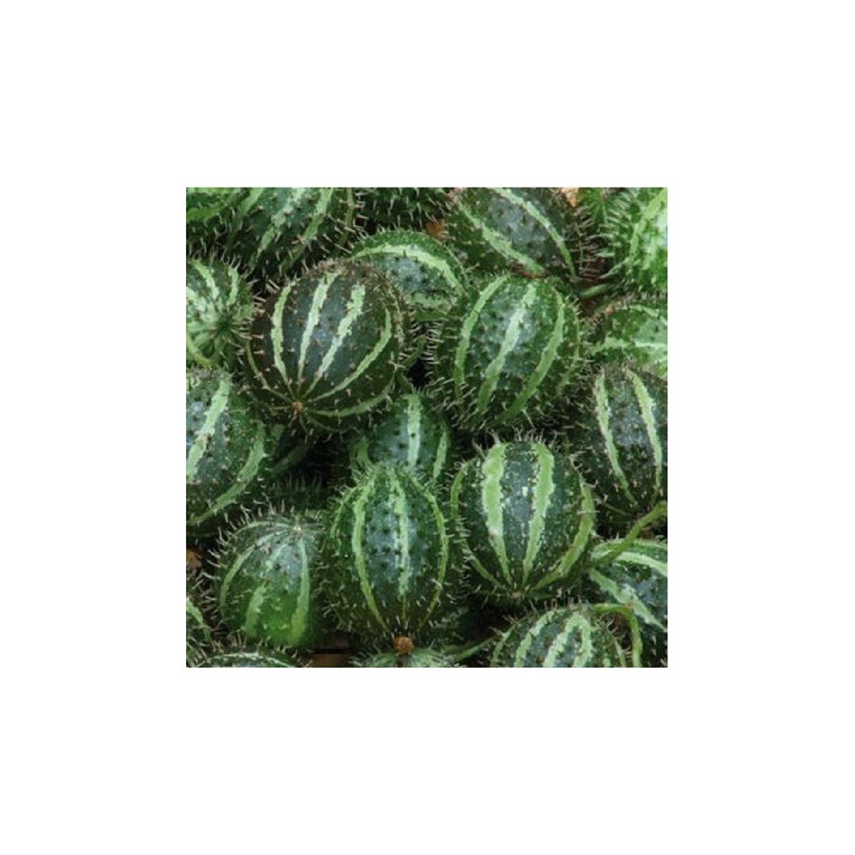 Uhorka angreštová - Cucumis myriocarpus  - predaj semien - 6 ks