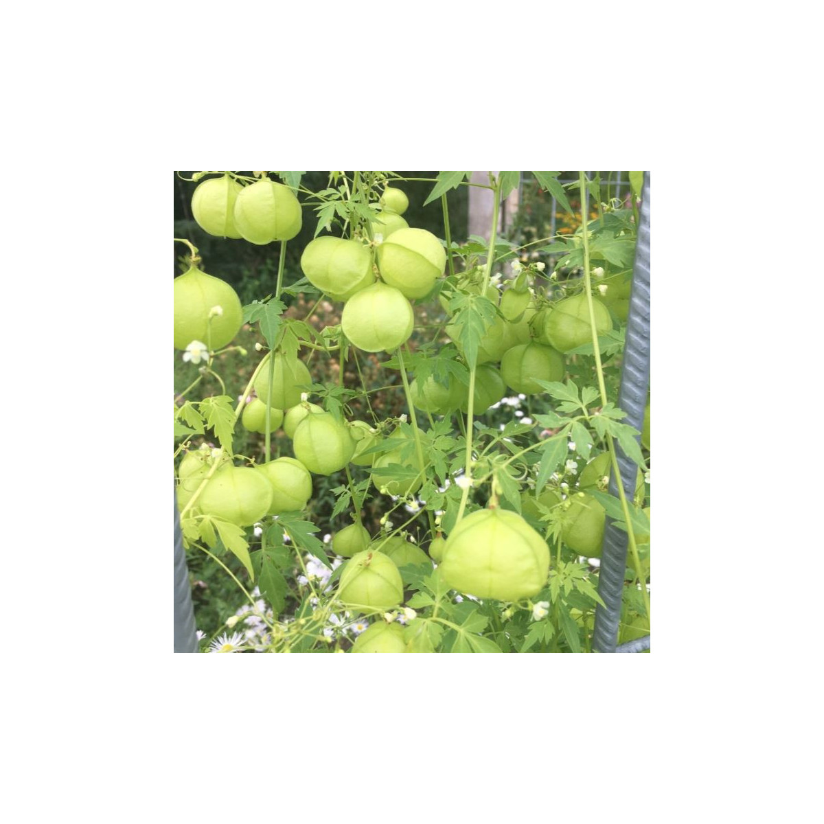 Balónovec nafúknutý Ballonwein - Cardiospermum halicacabum - predaj semien - 15 ks