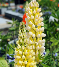 Lupina - Vlčí bôb Kronleuchter- Lupinus polyphyllus - semiačka - 40 ks