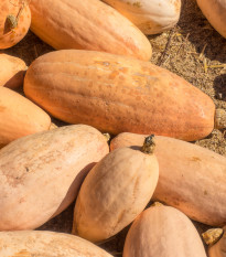 Bio tekvica Pink Jumbo Banana - Cucurbita maxima - predaj bio semien - 5 ks