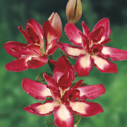 Ľalia Double Sensation - Lilium - predaj cibuľovín - 1 ks