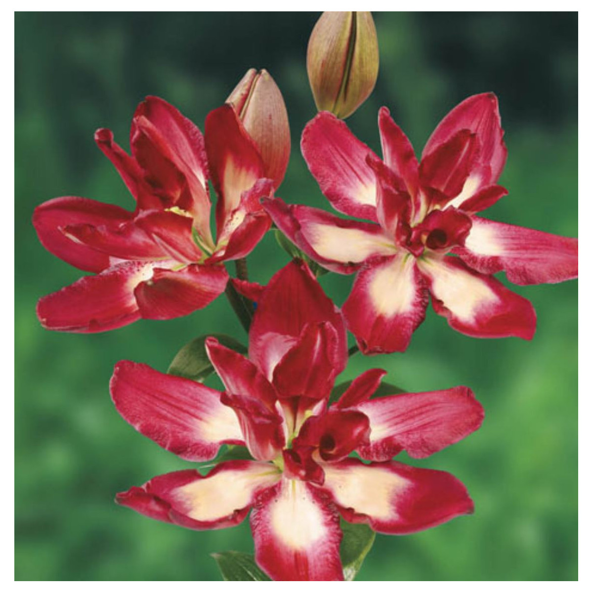 Ľalia Double Sensation - Lilium - predaj cibuľovín - 1 ks