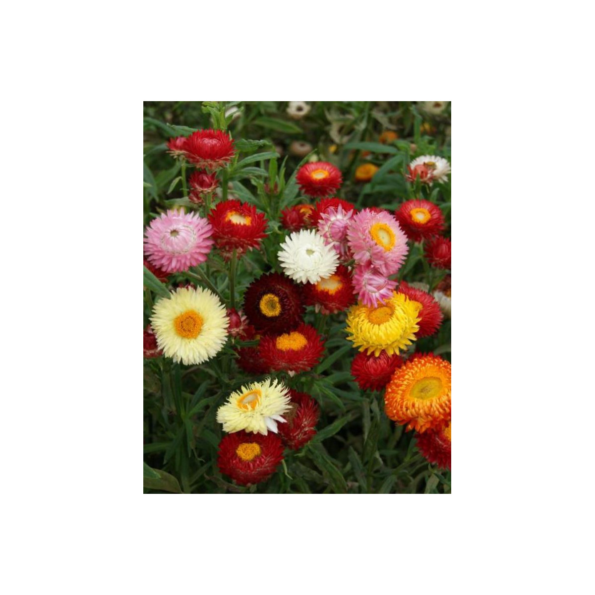 Slamienka zmes k sušeniu - Helichrysum bracteatum - predaj semien - 350 ks