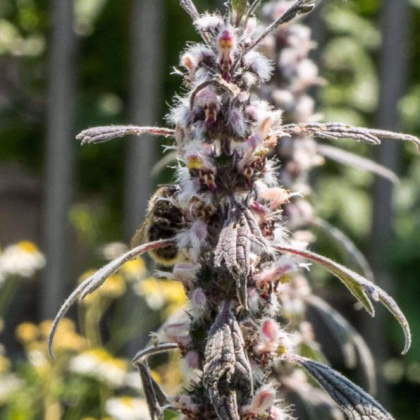 Srdcovník obyčajný - Leonurus Cardiac - semená - 20 ks