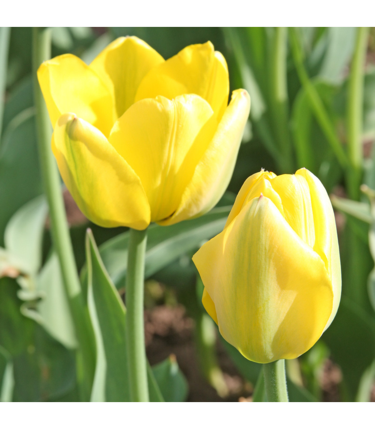 Tulipán Golden Apeldoorn - Tulipa - predaj cibuliek tulipánov - 3 ks