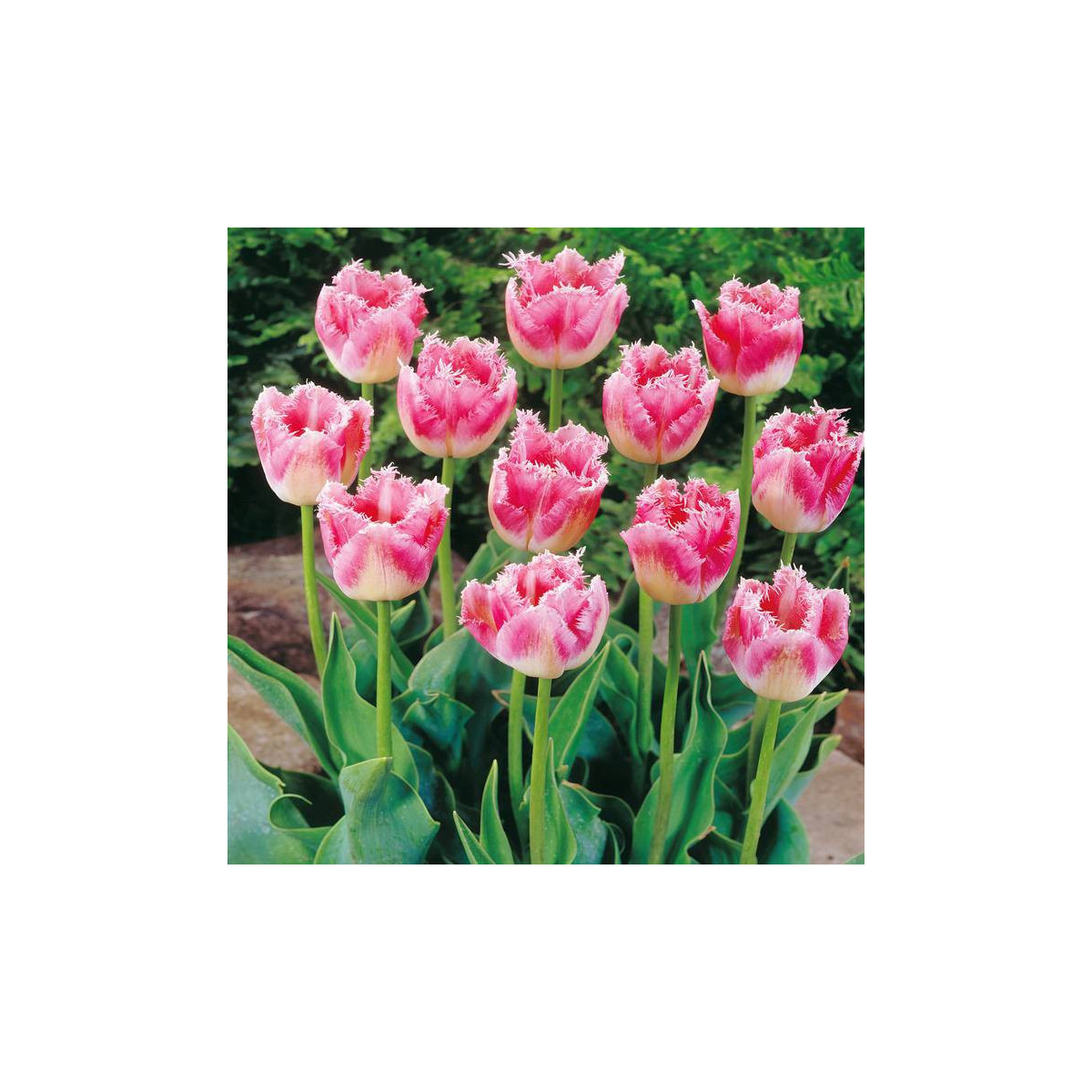 Tulipán Fancy Frills - Tulipa - predaj cibuľovín - 3 ks