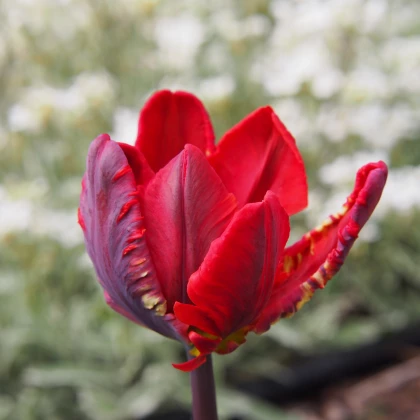 Tulipán Rococo - Tulipa - predaj cibuľovín - 3 ks