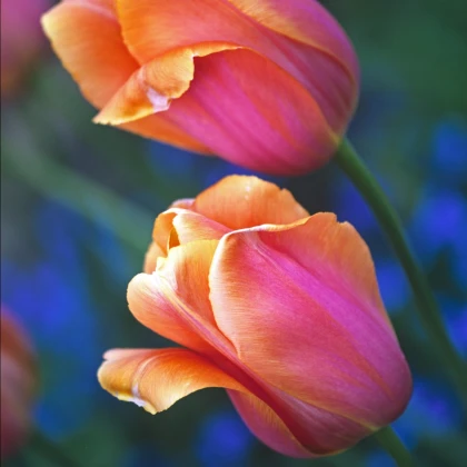 Tulipán Dordogne - Tulipa - predaj cibuľovín - 3 ks