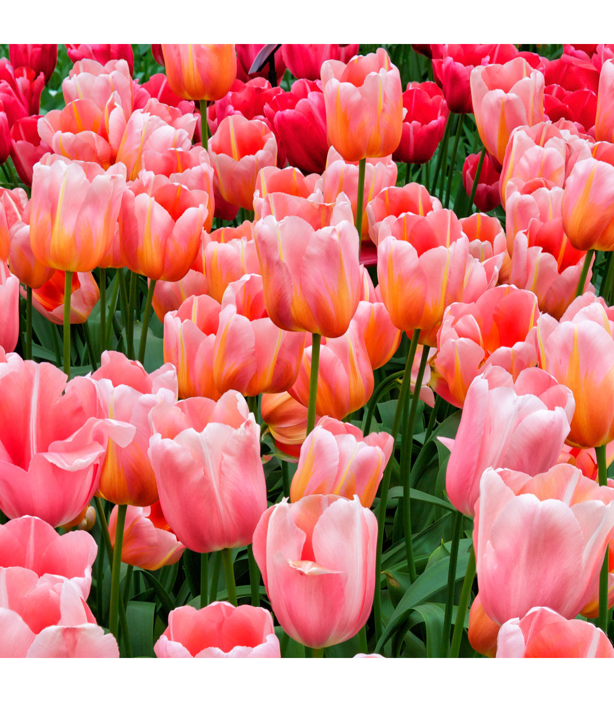 Tulipán Menton - Tulipa - predaj cibuľovín - 3 ks