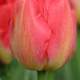 Tulipán Judith Leyster - Tulipa - predaj cibuľovín - 3 ks