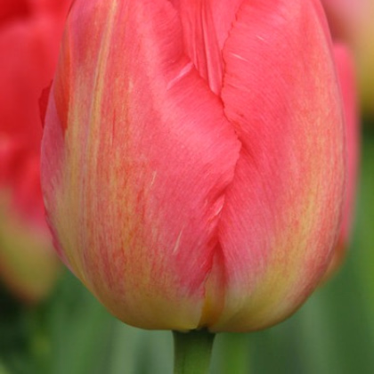 Tulipán Judith Leyster - Tulipa - predaj cibuľovín - 3 ks