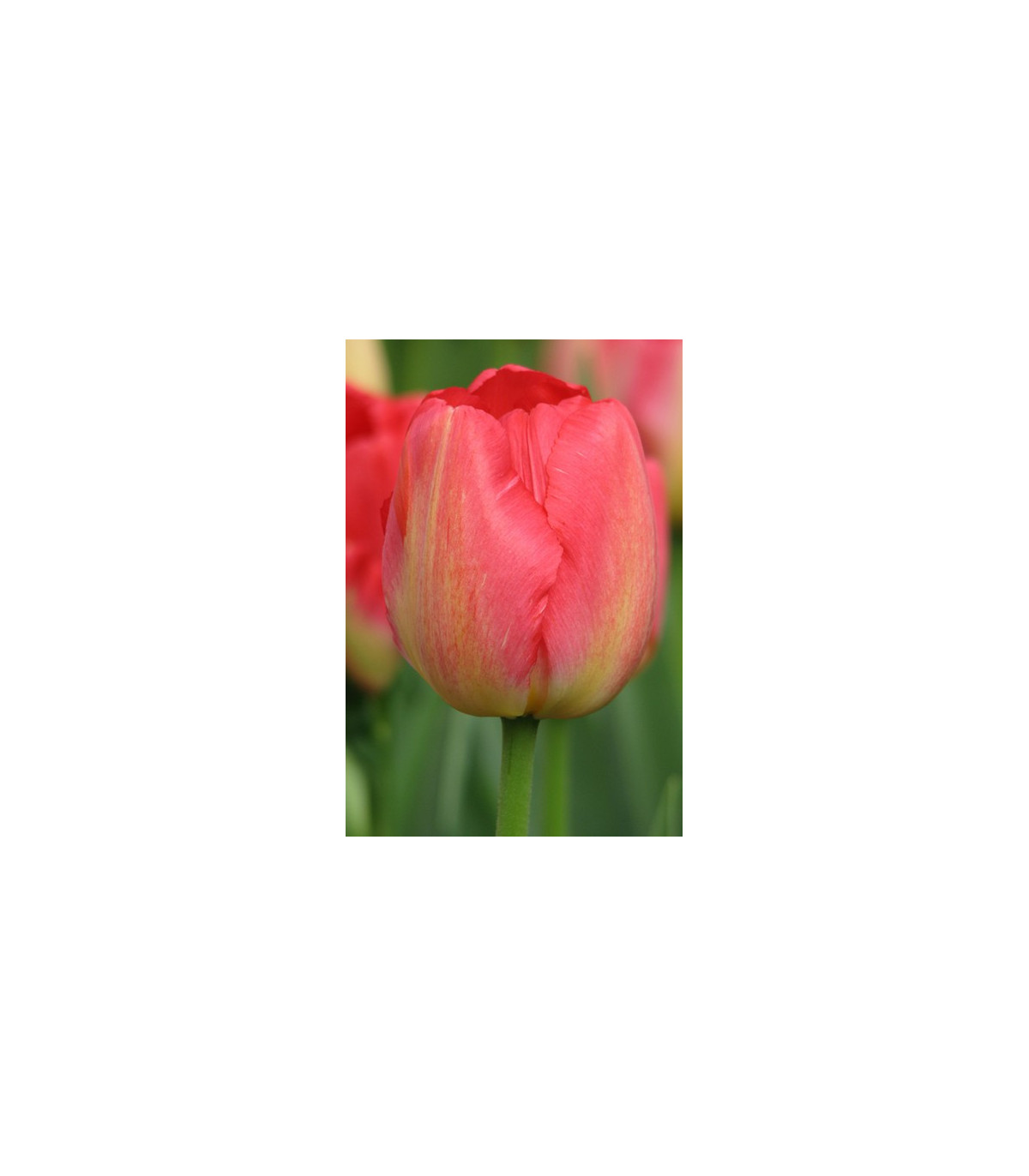 Tulipán Judith Leyster - Tulipa - predaj cibuľovín - 3 ks