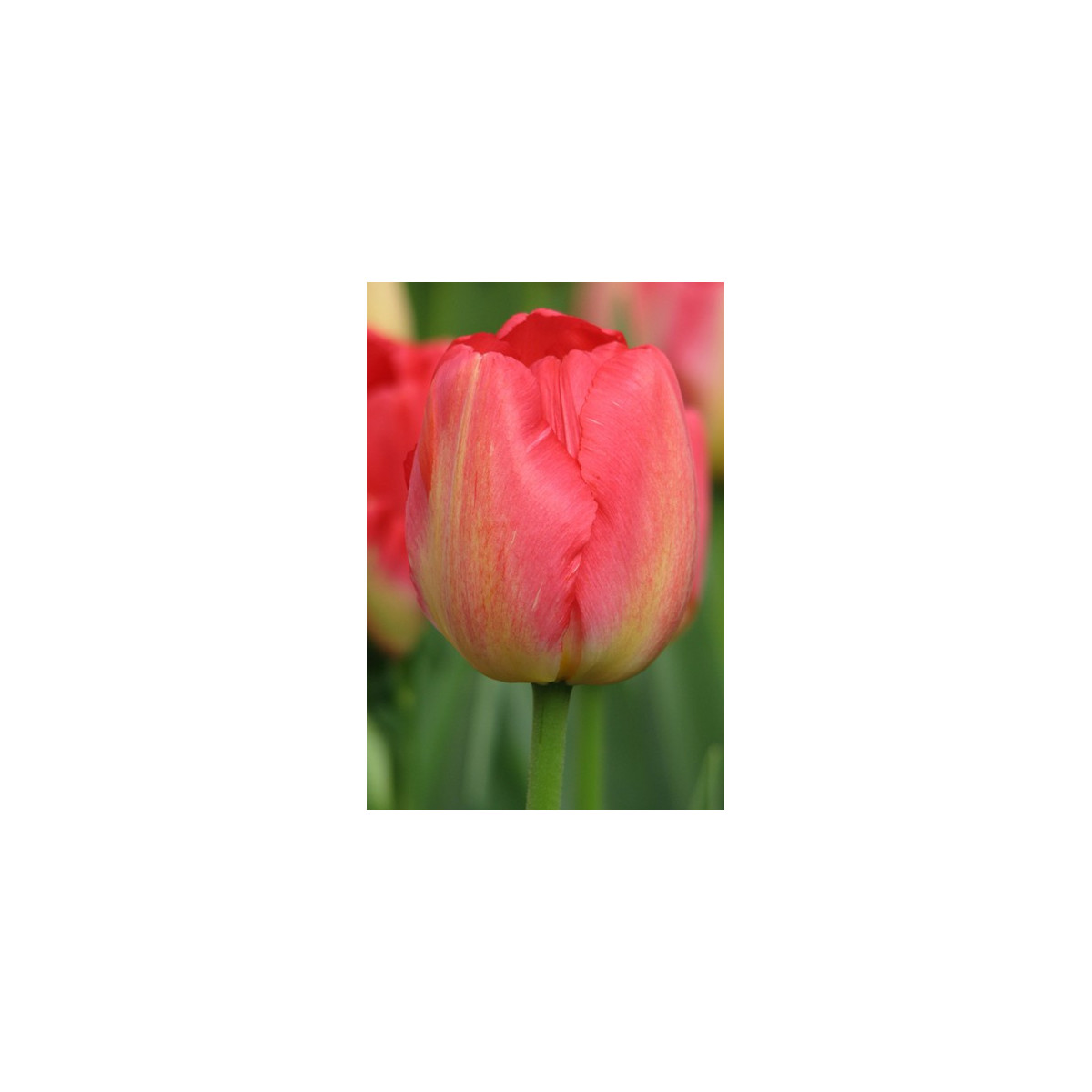 Tulipán Judith Leyster - Tulipa - predaj cibuľovín - 3 ks