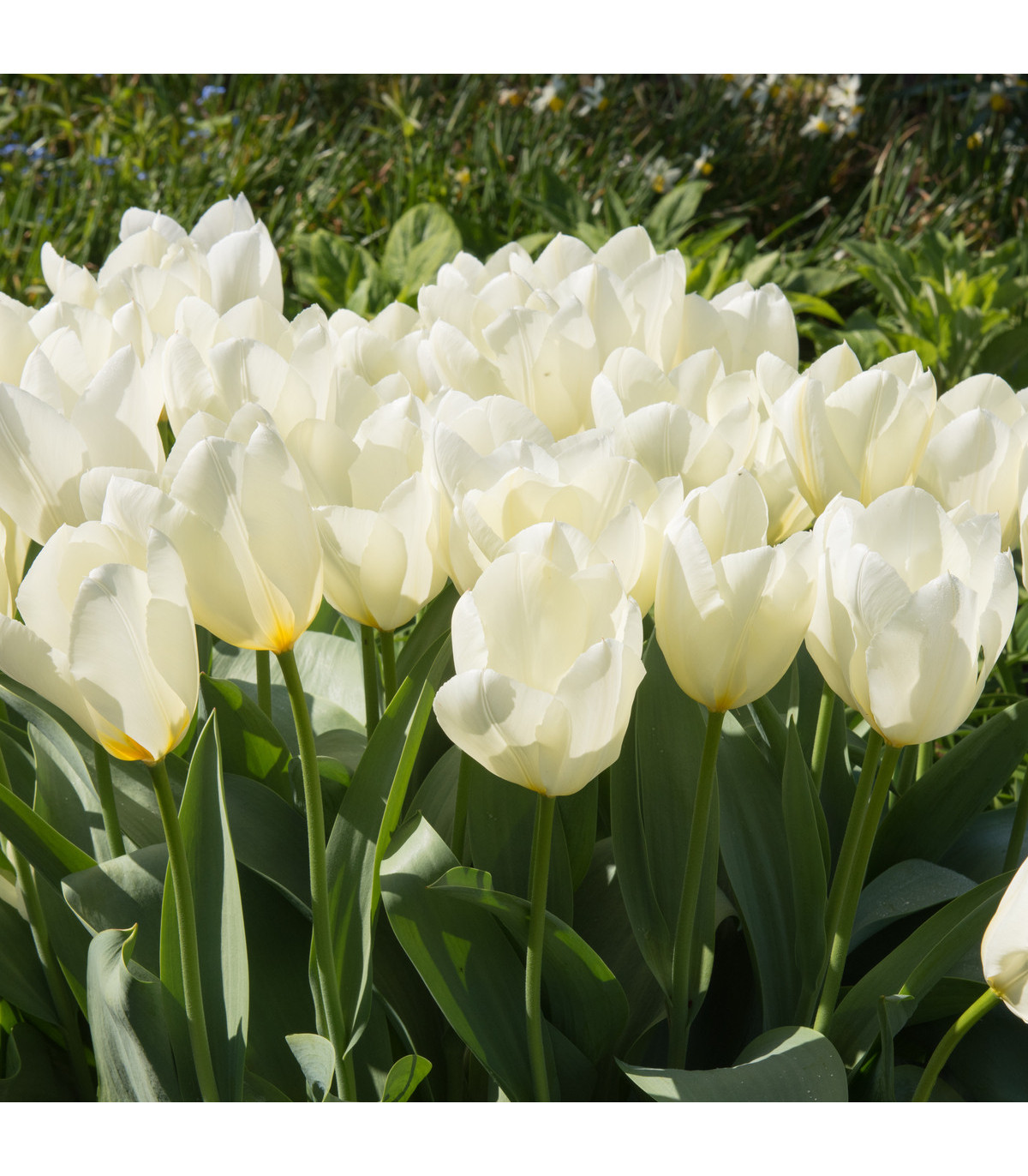 Tulipán White Purissima - Tulipa - predaj cibuľovín - 3 ks