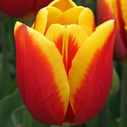 Tulipán Kees Nelis - Tulipa - predaj cibuľovín - 3 ks