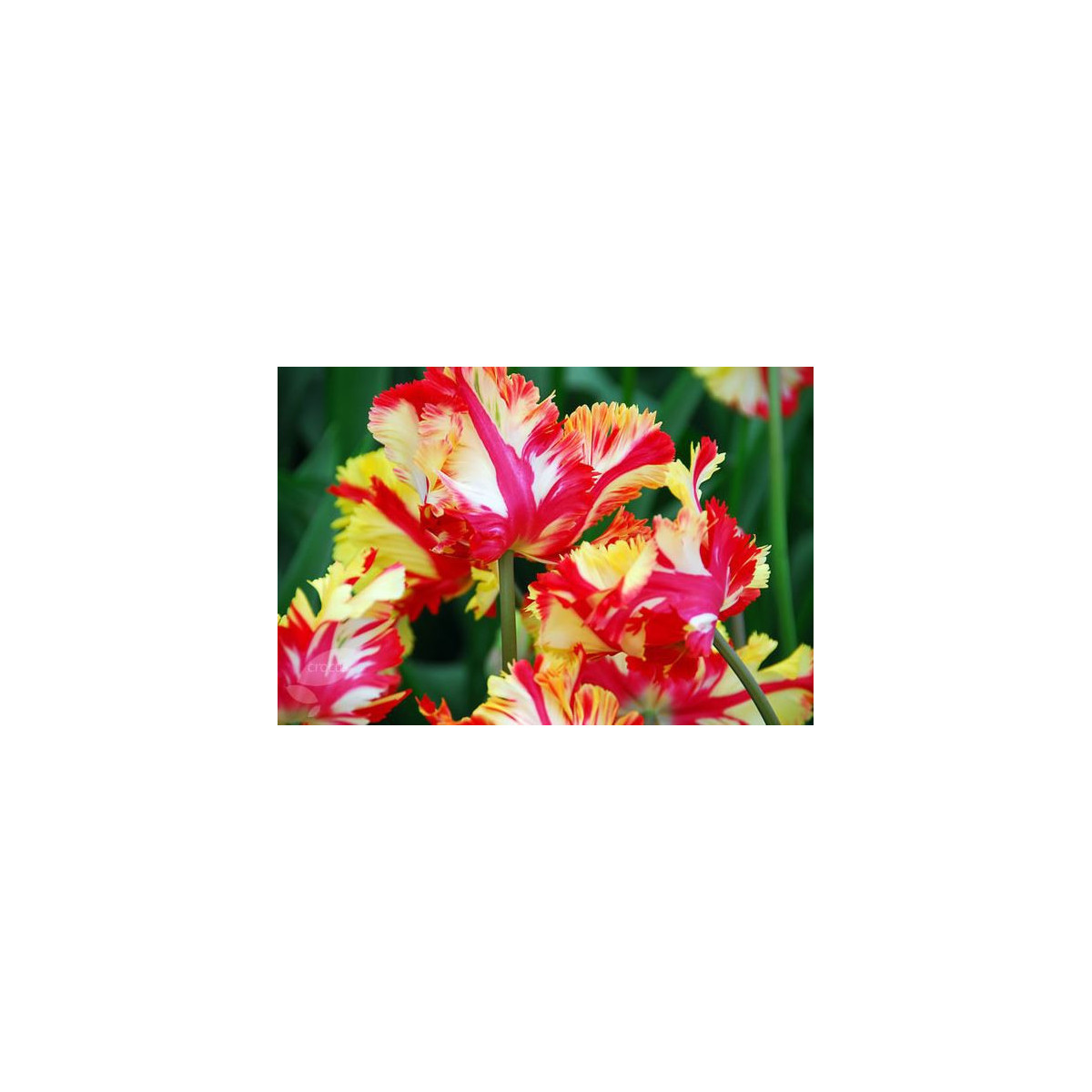 Tulipán Flamming Parrot - Tulipa - predaj cibuľovín - 3 ks