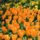 Tulipán Orange Brilliant - Tulipa - predaj cibuľovín - 3 ks