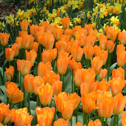 Tulipán Orange Brilliant - Tulipa - predaj cibuľovín - 3 ks