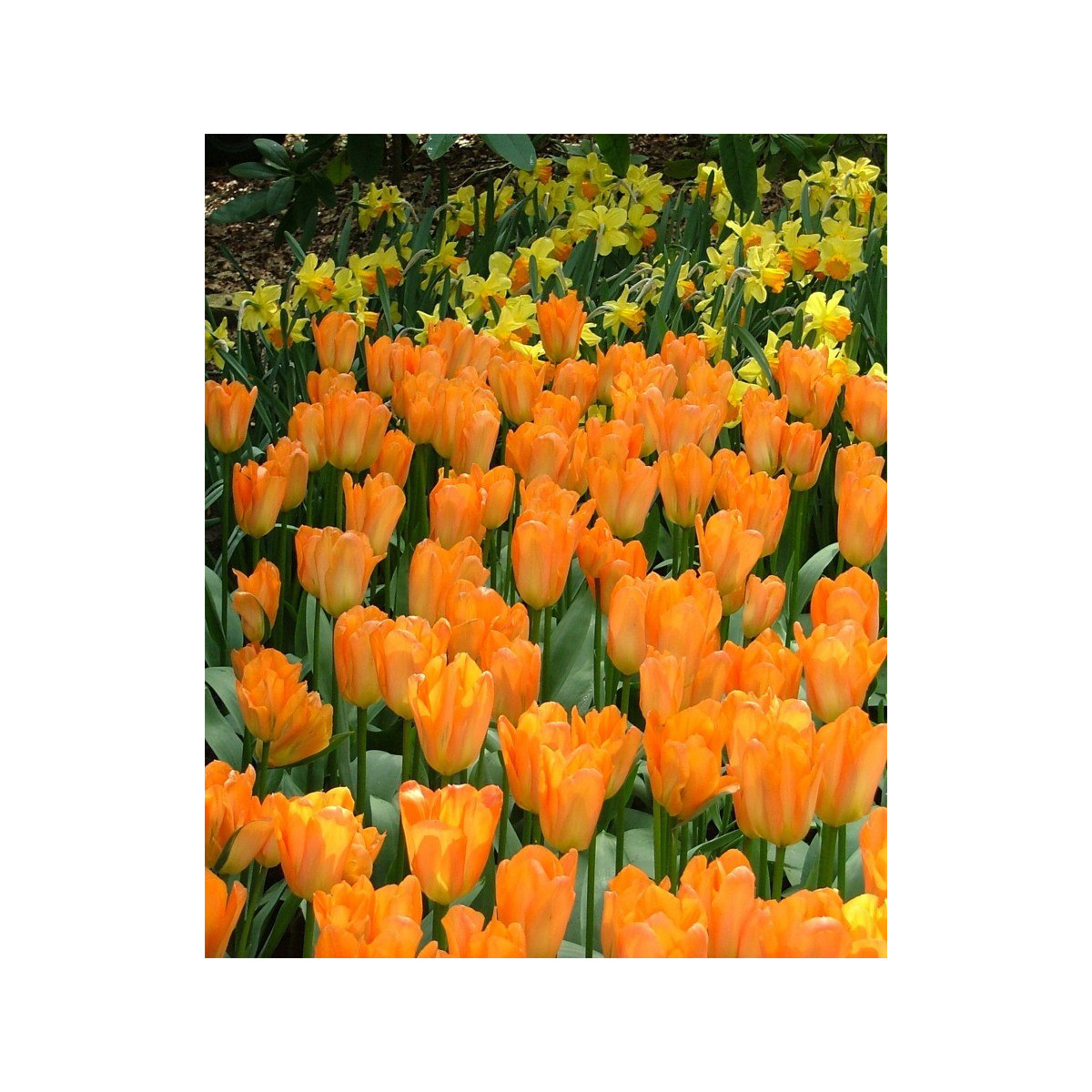 Tulipán Orange Brilliant - Tulipa - predaj cibuľovín - 3 ks