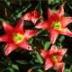 Tulipán Linifolia - Tulipa - predaj cibuľovín - 3 ks