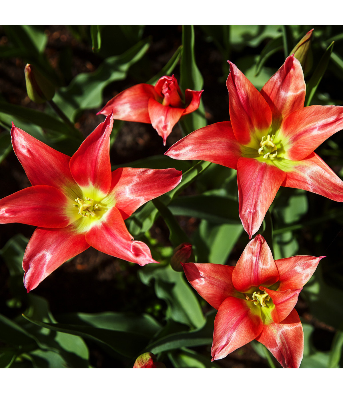 Tulipán Linifolia - Tulipa - predaj cibuľovín - 3 ks