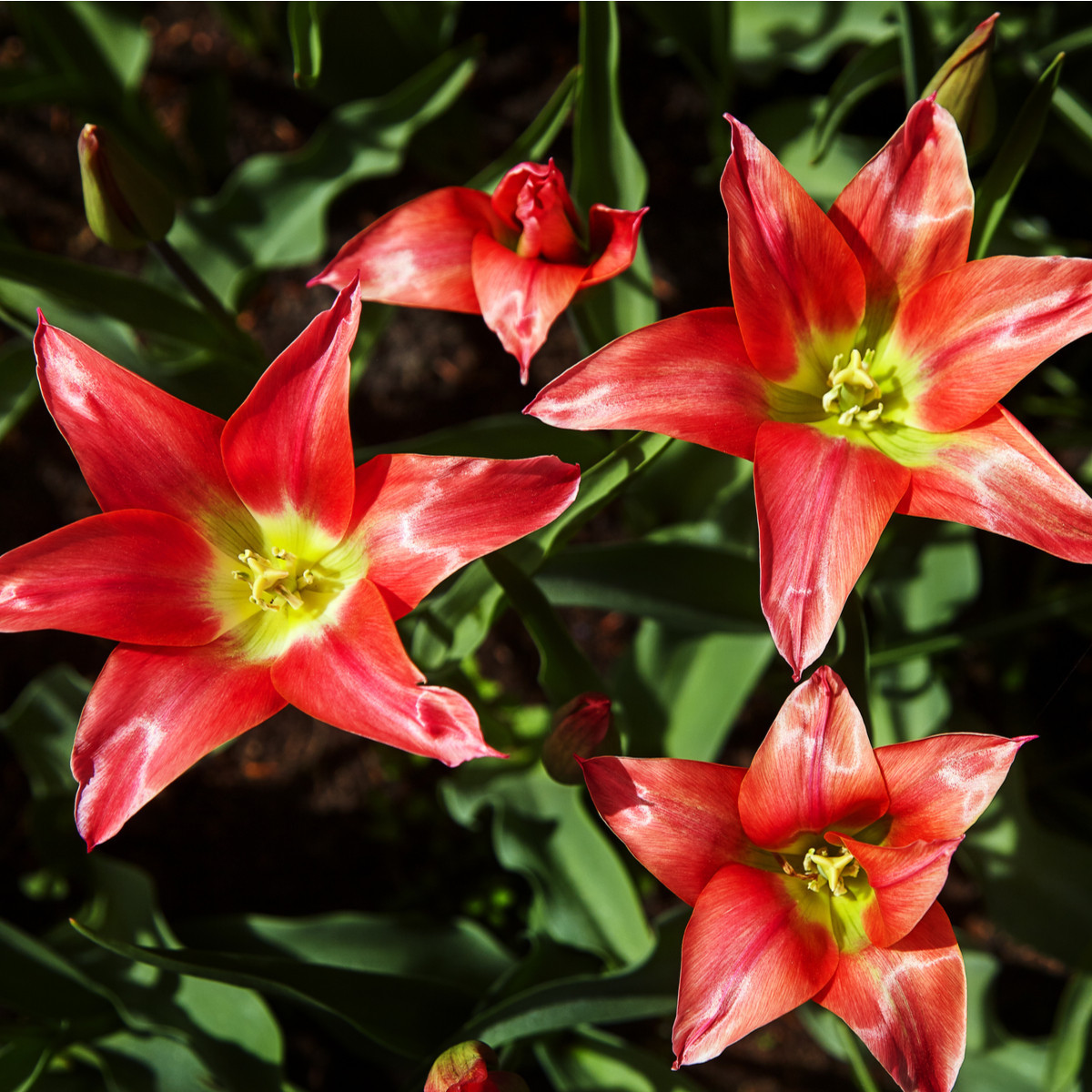 Tulipán Linifolia - Tulipa - predaj cibuľovín - 3 ks