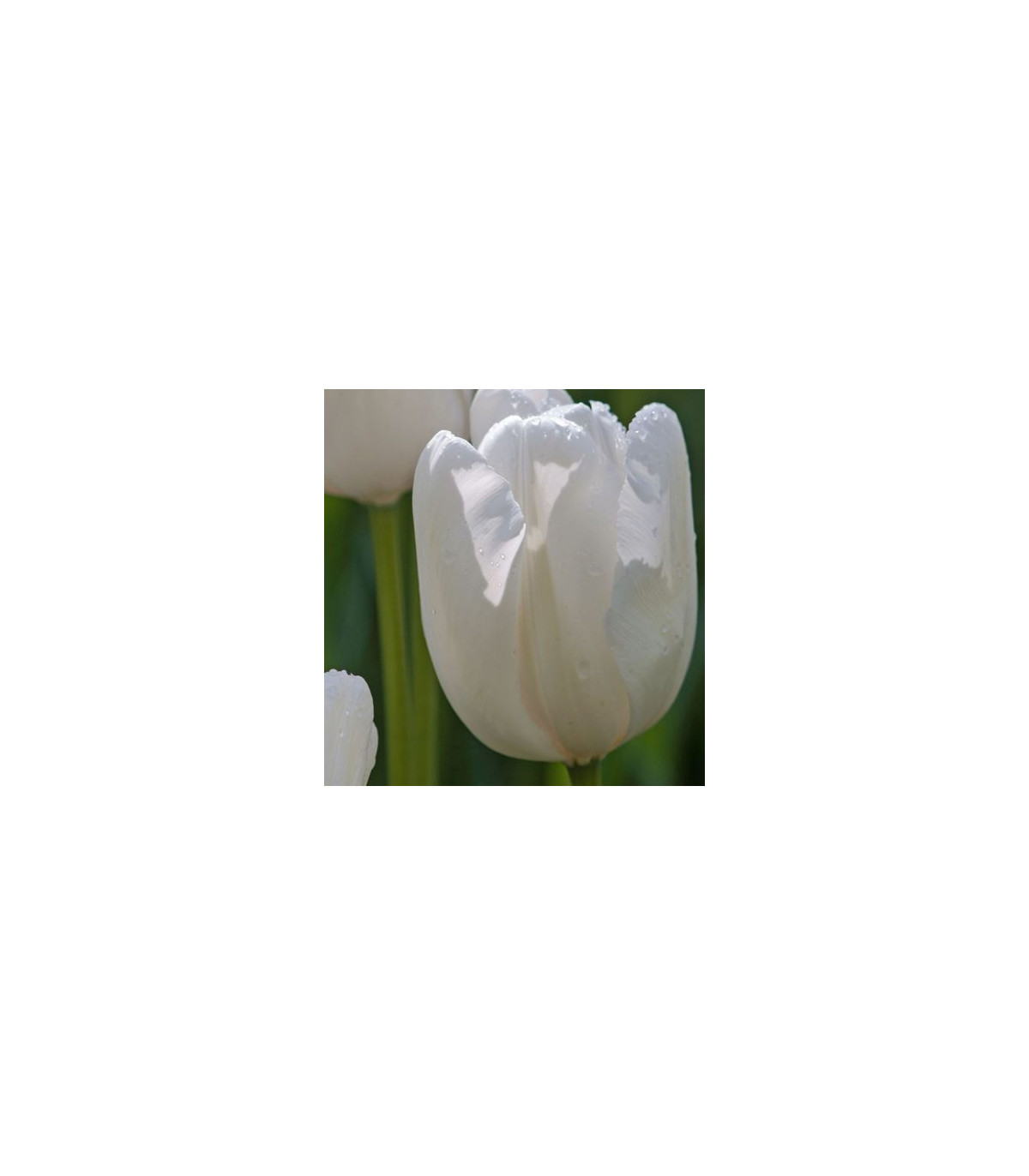 Tulipán Hakuun - Tulipa - predaj cibuľovín - 3 ks