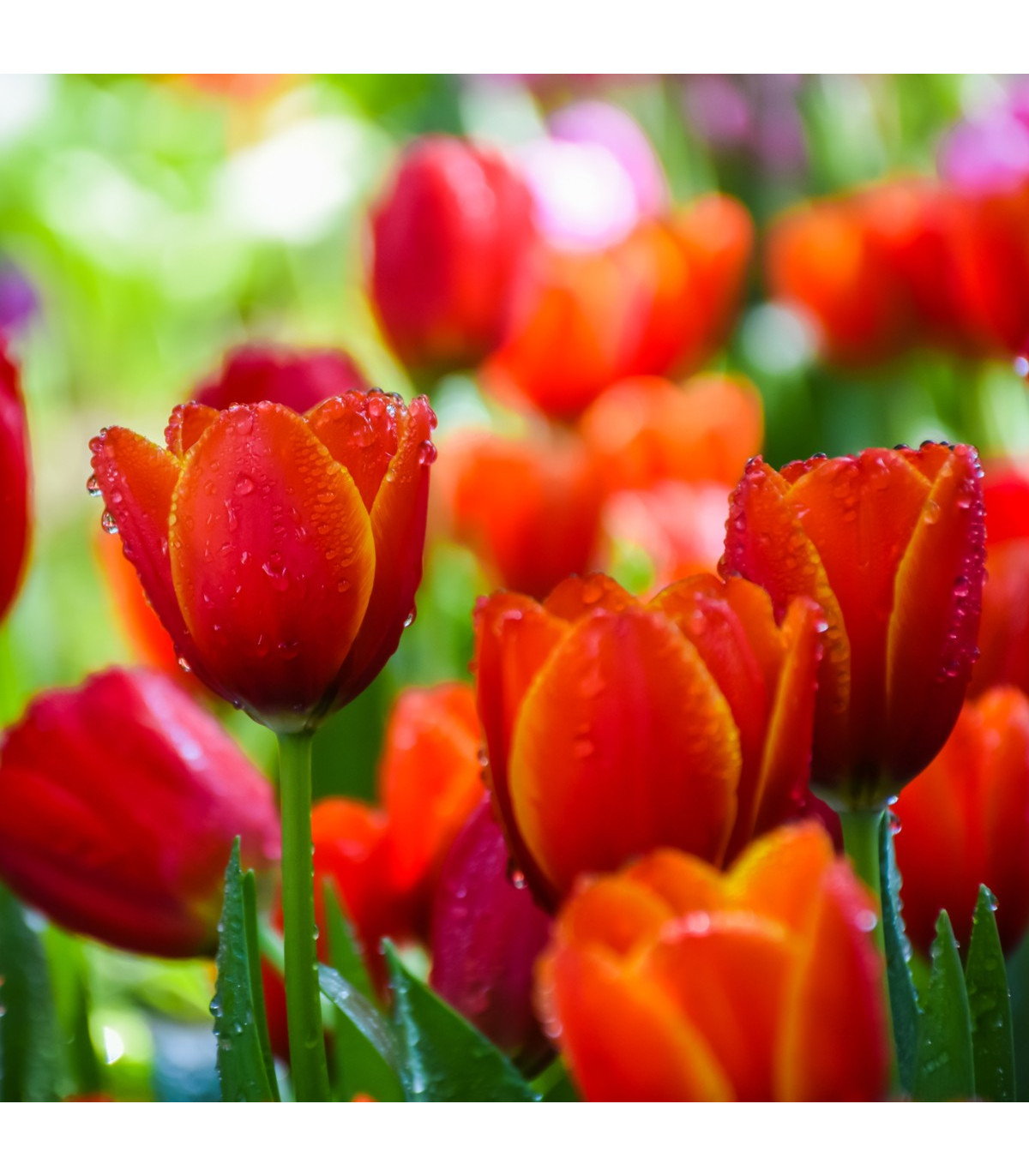 Tulipán Apeldoorn - Tulipa - predaj cibuľovín - 3 ks