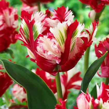 Tulipán Estella Rijnveld - Tulipa - predaj cibuľovín - 3 ks