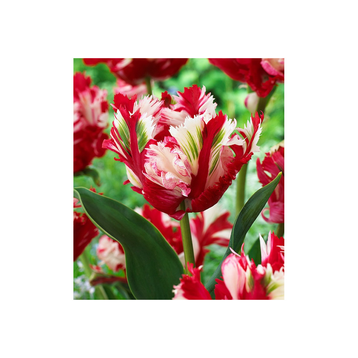 Tulipán Estella Rijnveld - Tulipa - predaj cibuľovín - 3 ks
