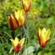 Tulipán Cynthia - Tulipa - predaj cibuľovín - 3 ks