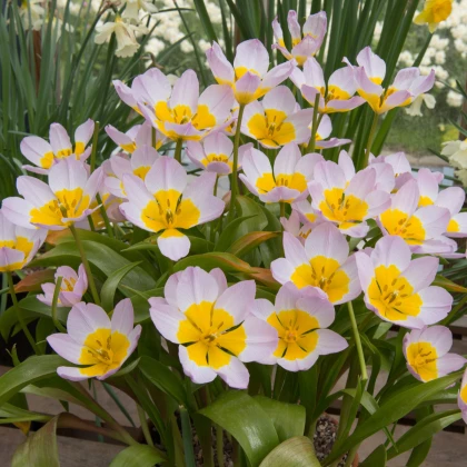 Tulipán Bakerii Lilac Wonder - Tulipa saxatilis - predaj cibuľovín - 3 ks