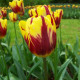 Tulipán Helmar - Tulipa - predaj cibuľovín - 3 ks