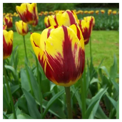 Tulipán Helmar - Tulipa - predaj cibuľovín - 3 ks