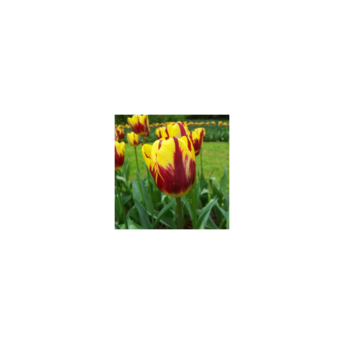 Tulipán Helmar - Tulipa - predaj cibuľovín - 3 ks