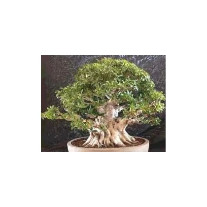 Fikus tajvanský - Ficus retusa - semiačka - 5 ks