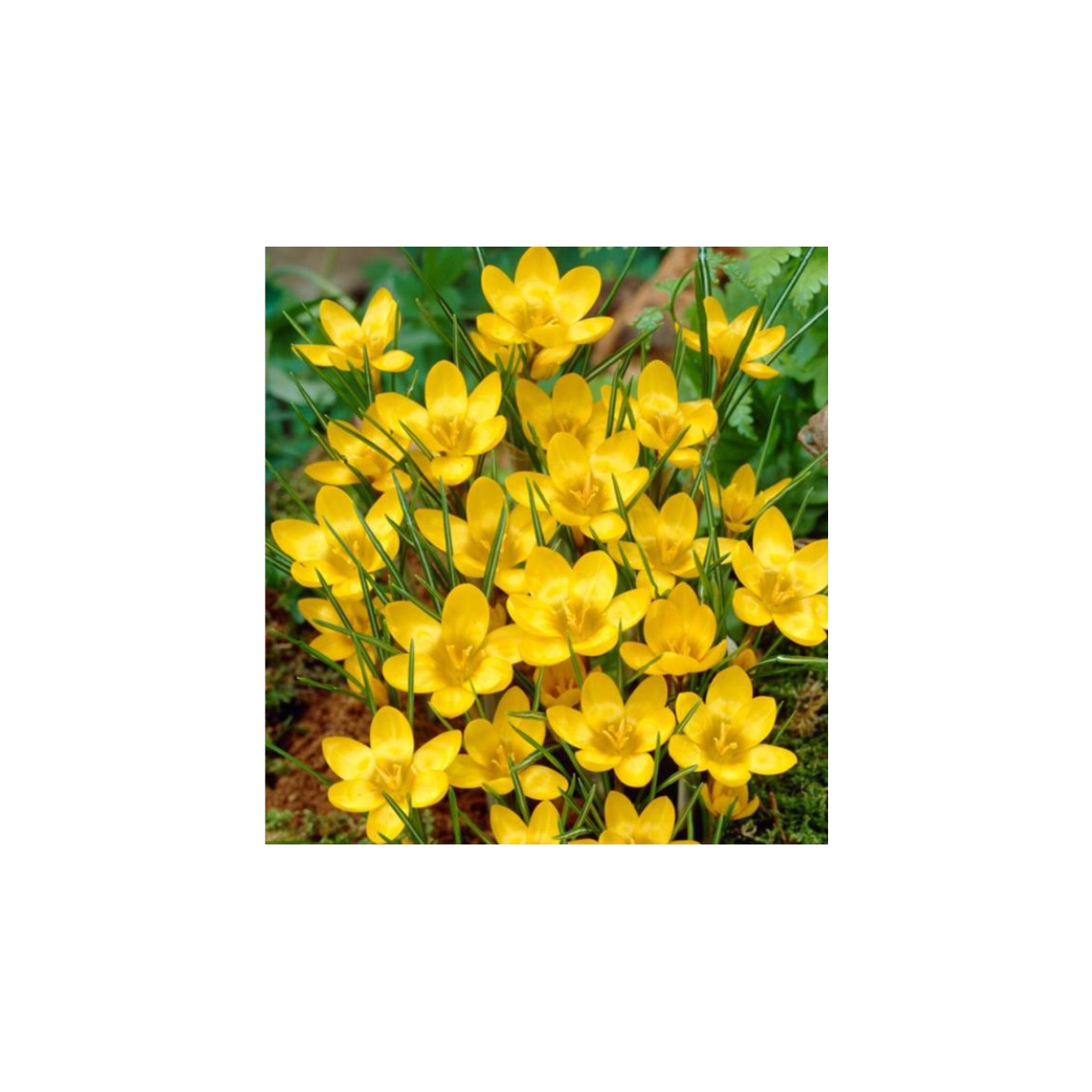 Krókus Dorothy - Crocus dorothy - predaj cibuľovín - 3 ks